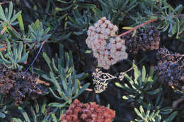 Image of Santa Cruz Island buckwheat