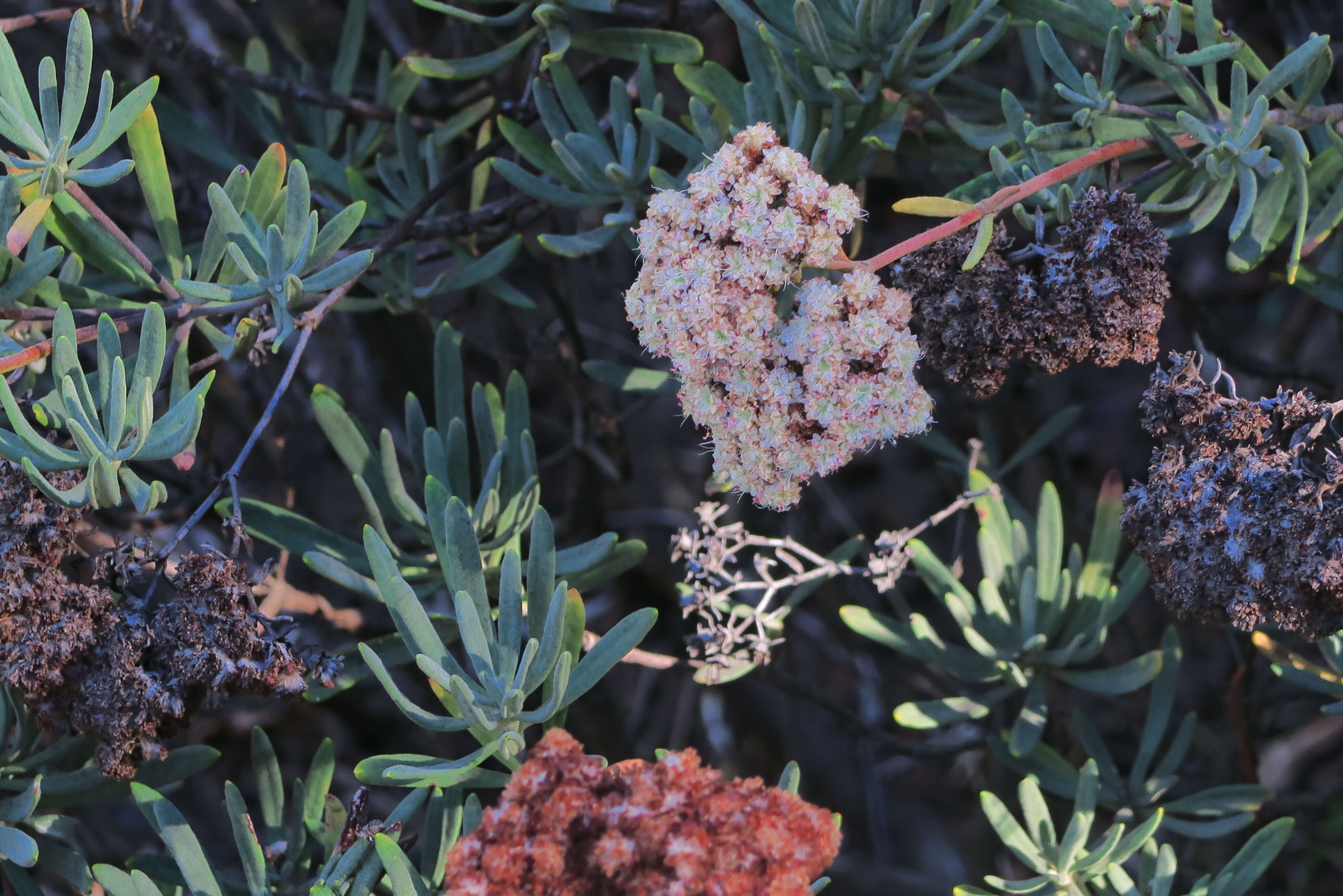 Imagem de Eriogonum arborescens Greene