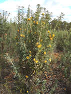 Image of Banksia stuposa (Lindl.) A. R. Mast & K. R. Thiele