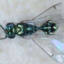 Image of Parasitoid wasp