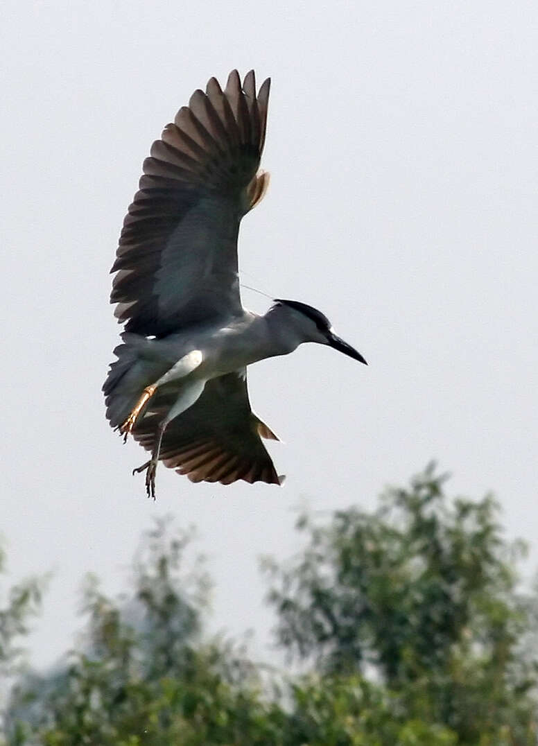 Image of Night Herons