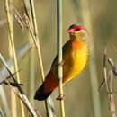 Image of Orange-breasted Waxbill