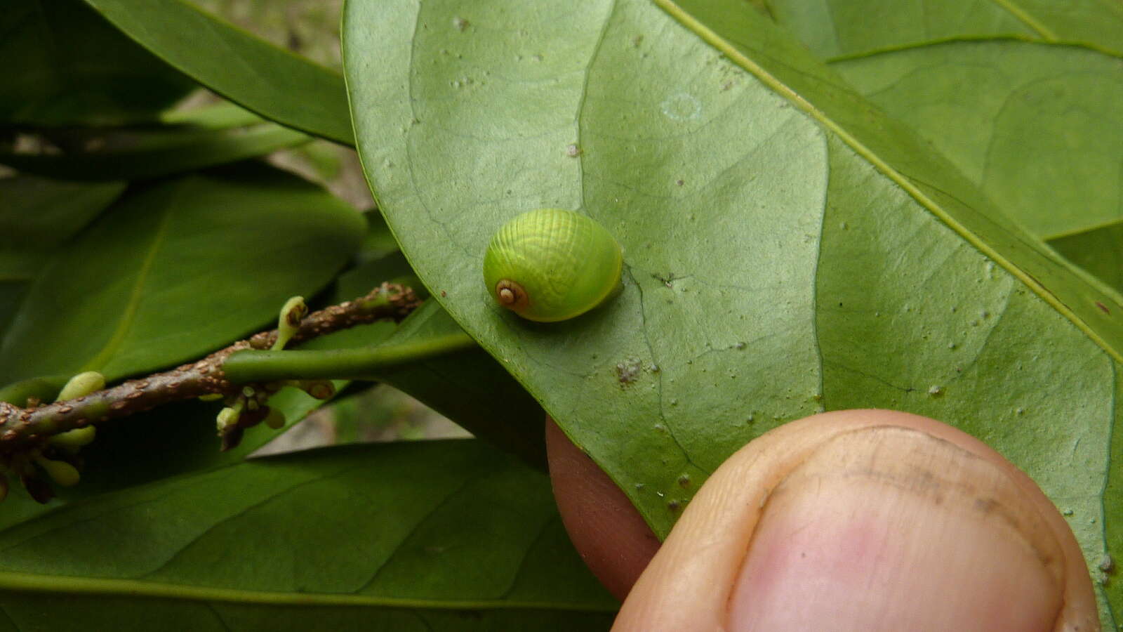 Image of Bulimulidae