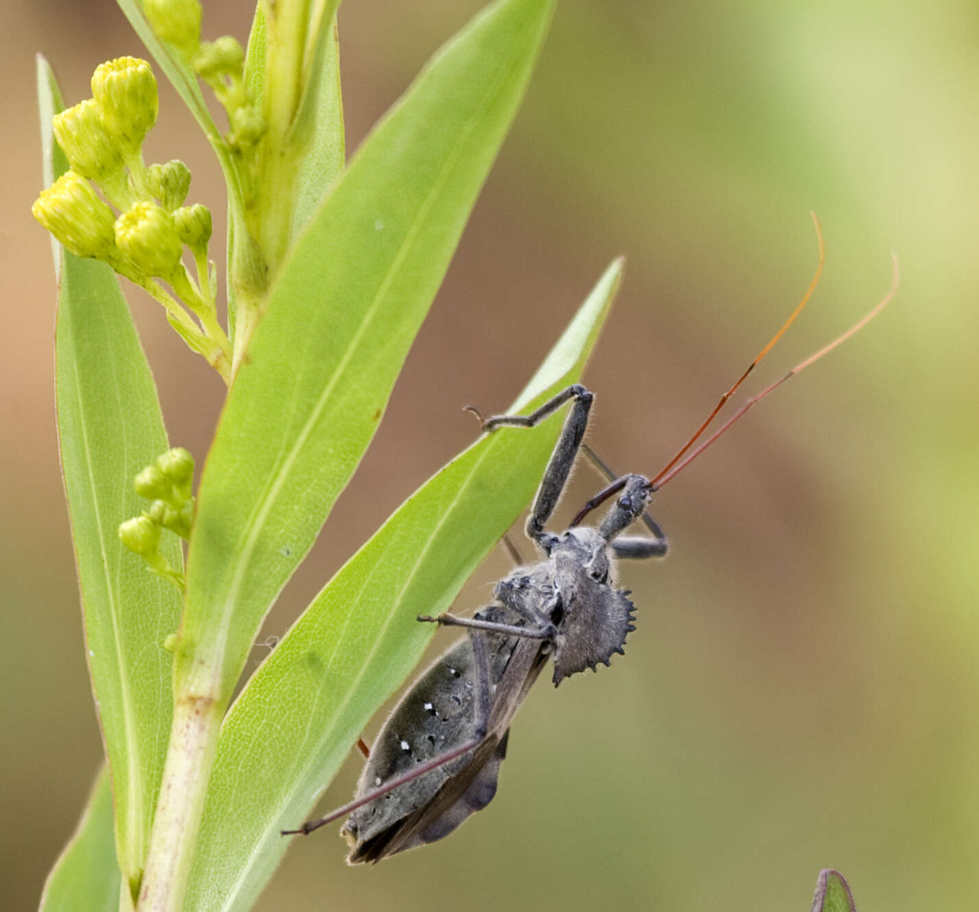 صورة Arilus cristatus (Linnaeus 1763)