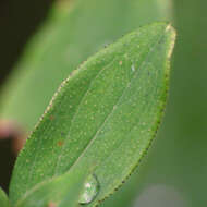 Image de Hypericum punctatum Lam.