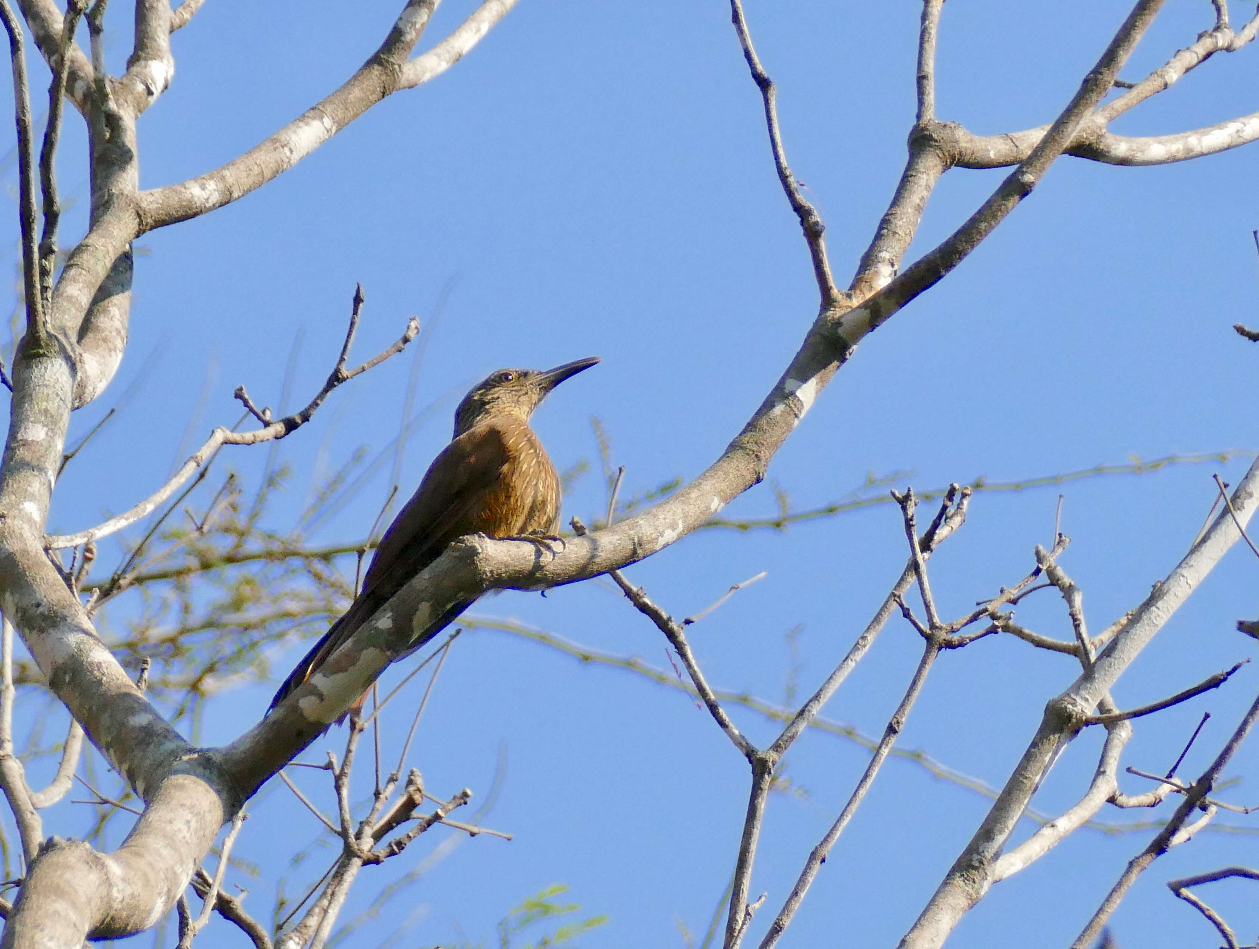 Plancia ëd Xiphorhynchus Swainson 1827