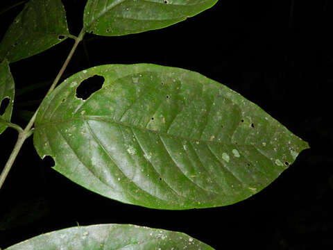 Image of Bunchosia argentea (Jacq.) DC.