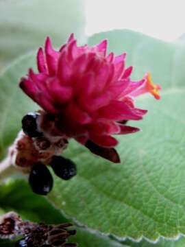 Image of Lippia macrophylla Cham.