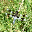 Image of Eight-spotted Skimmer