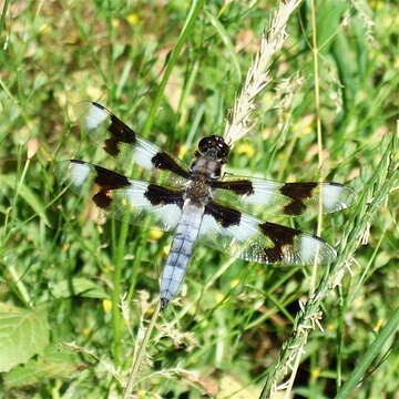 Image of Libellula Linnaeus 1758