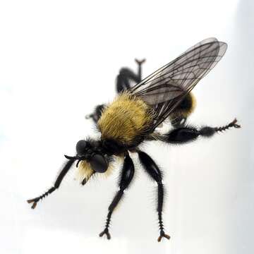 Image of Bee-like Robber Flies