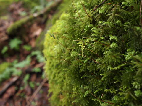 Image of leucolepis umbrella moss