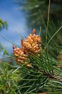 Image of Pine