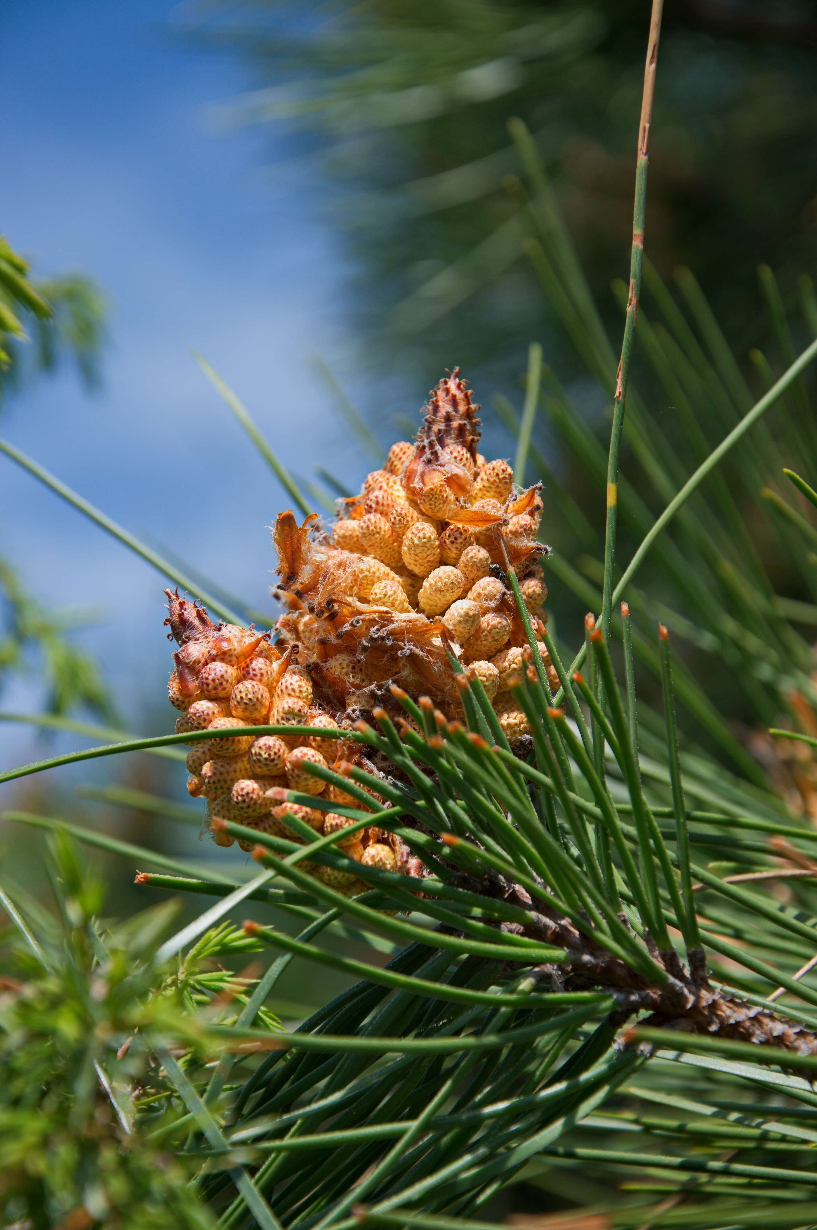 Plancia ëd Pinus