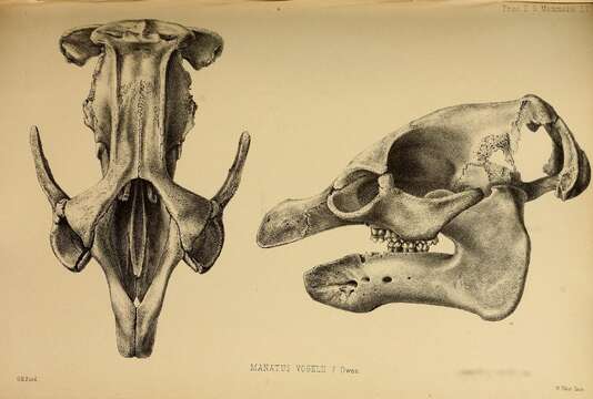 Imagem de Trichechus Linnaeus 1758