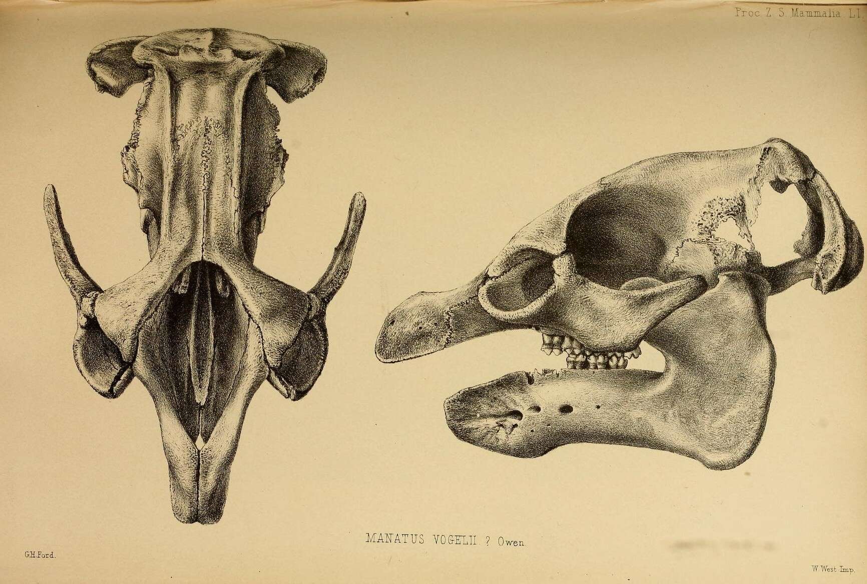 Imagem de Trichechidae Gill 1872