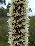 Image of Grass Tree