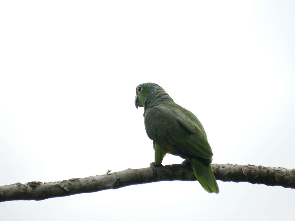 Image of Amazon parrots