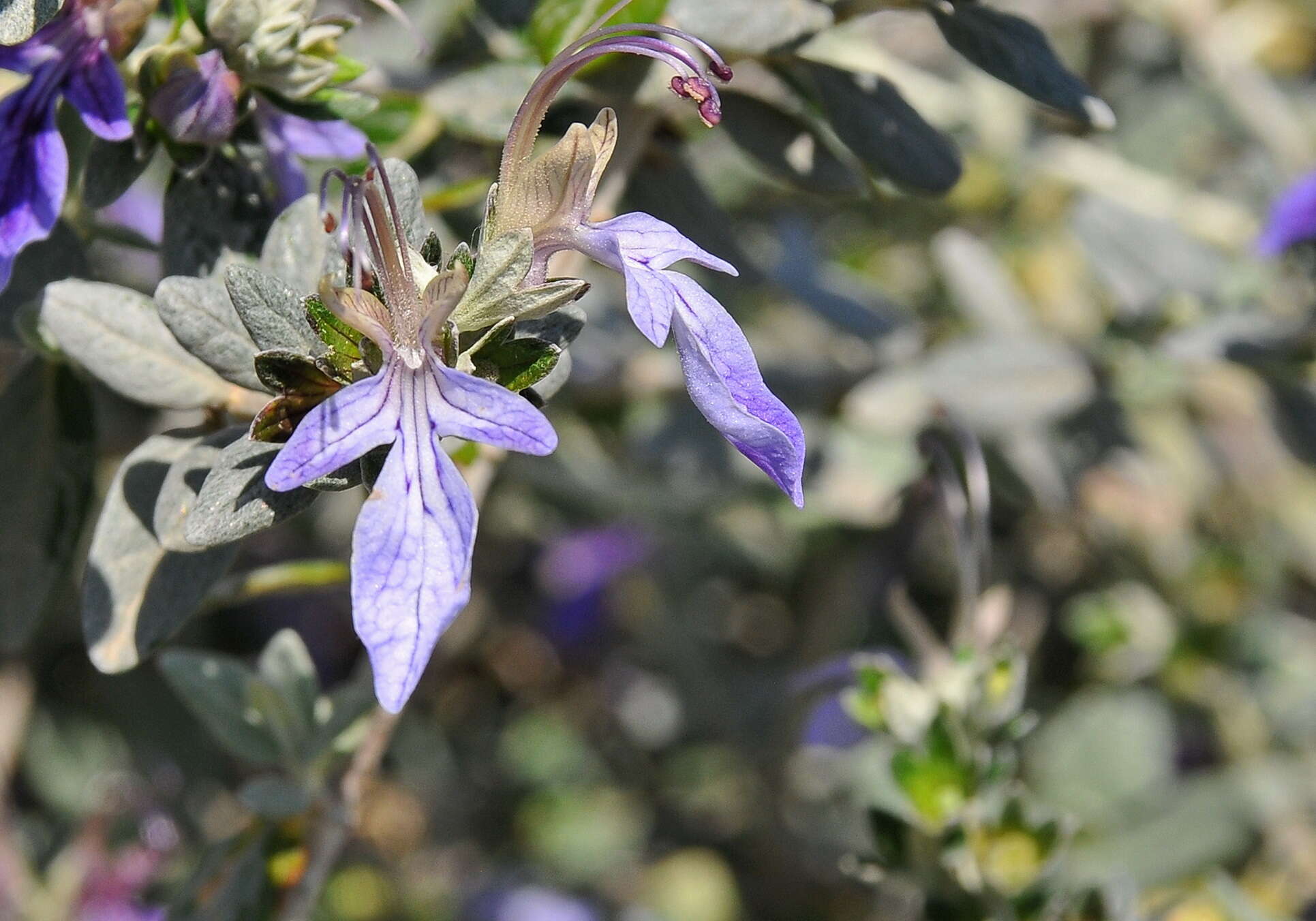Слика од Teucrium fruticans L.