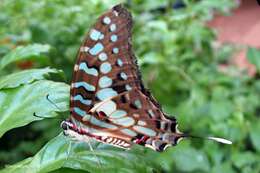 Image of Graphium