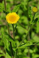 Image of common fleabane