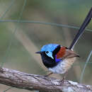 Image of Variegated Fairy-wren