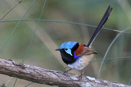 Image of fairywrens and relatives