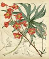 Image of scarlet larkspur