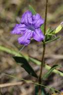 Image de Ruellia hapalotricha Lindau