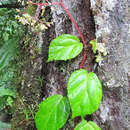 Image of Begonia glabra Aubl.
