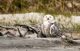 Image of Eagle-owls