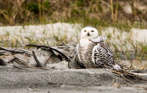 Imagem de Bubo scandiacus (Linnaeus 1758)