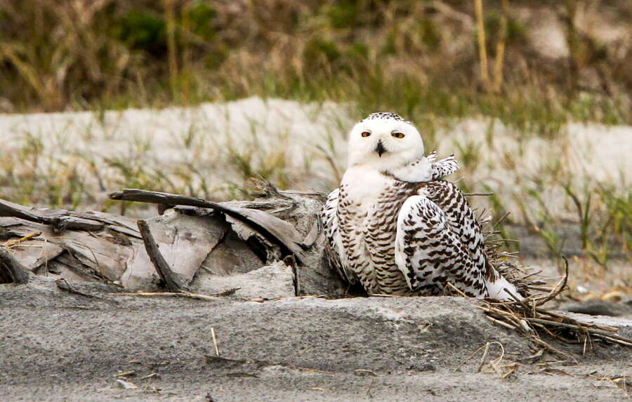 Image of Eagle-owls