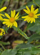 Image of Senecio pyrenaicus L.