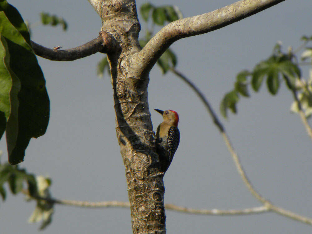 Image of Red-crowned Woodpecker