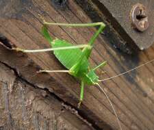 Image of speckled bush-cricket