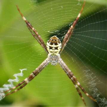 Imagem de Argiope