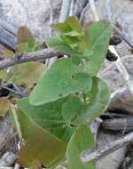 Image of Andalusian Dutchman's Pipe