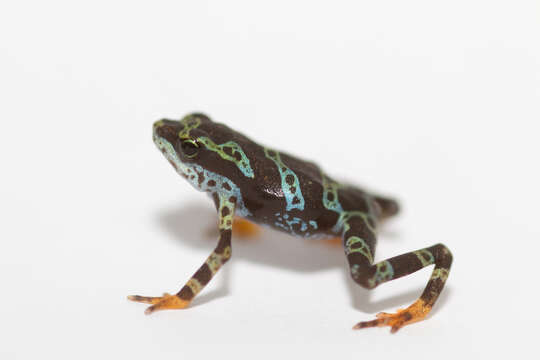 Image of Darien Stubfoot Toad