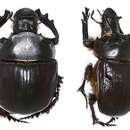 Sivun Heliocopris japetus (Klug 1855) kuva