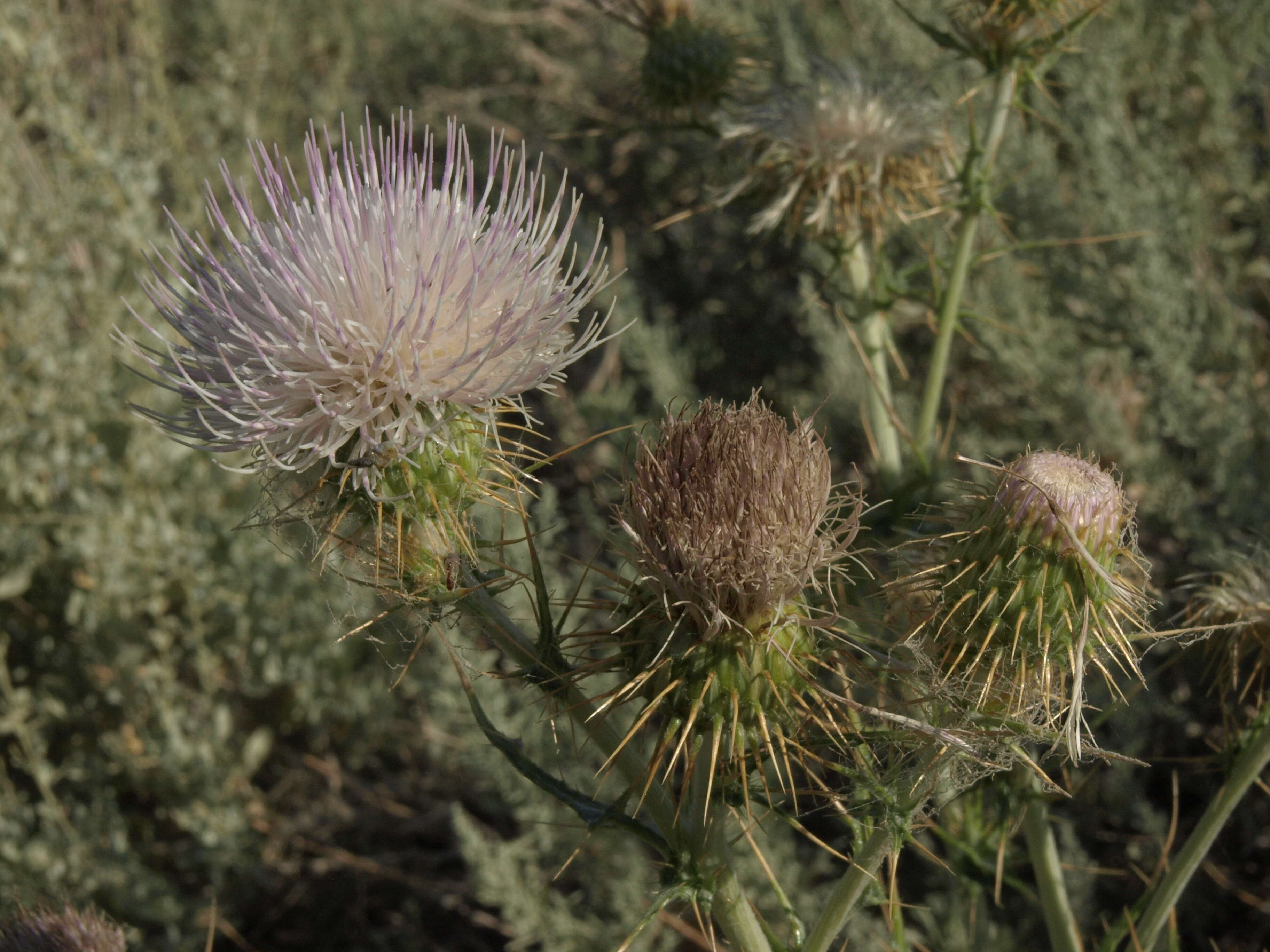 Image of Mojave thistle