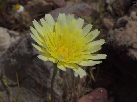 Image of smooth desertdandelion