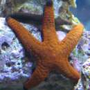 Image of Orange spotted purple sea star