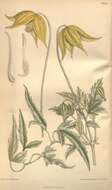 Sivun Clematis orientalis L. kuva