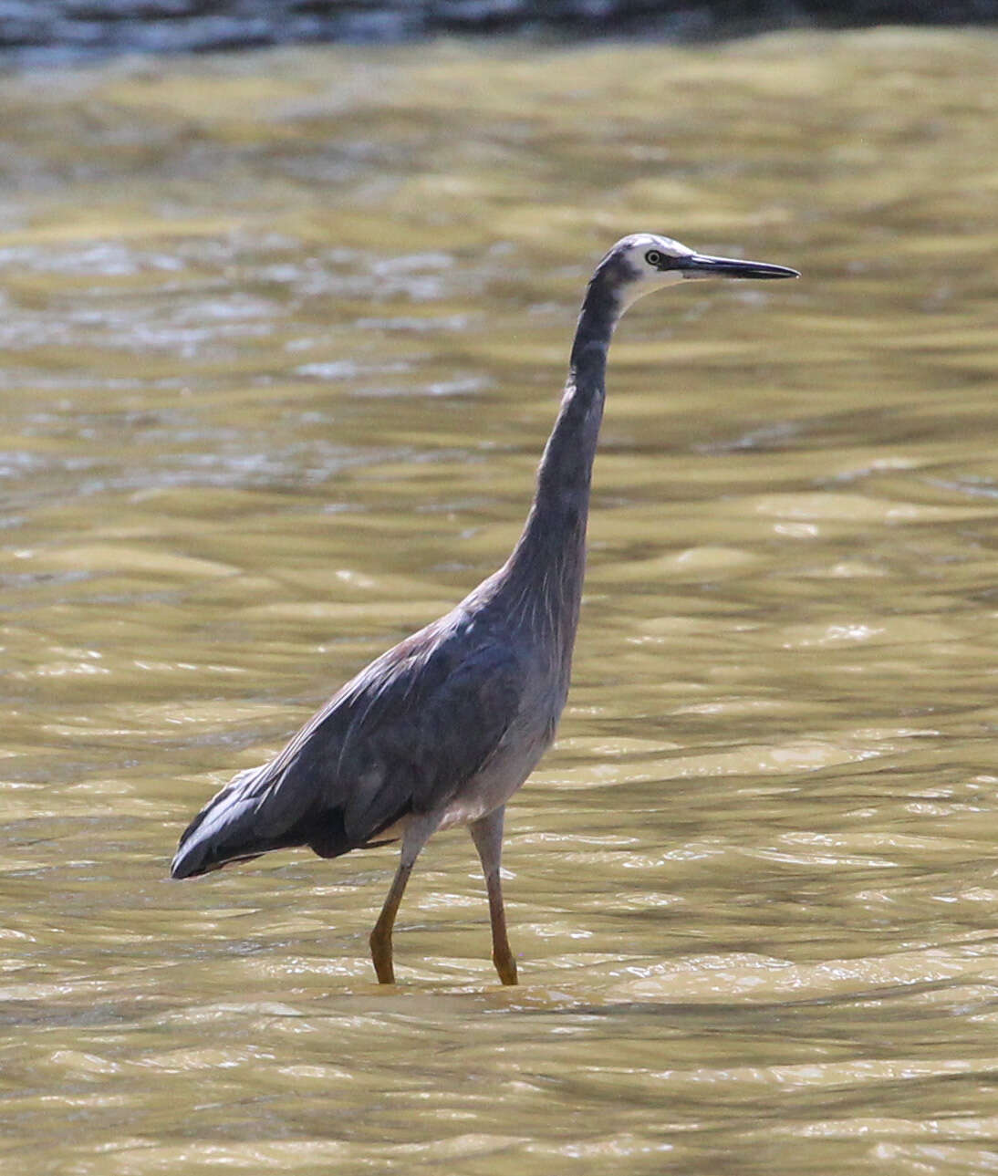 Image of Egretta Forster & T 1817