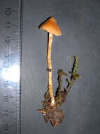 Image of Cortinarius acutovelatus Rob. Henry 1988