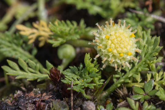 Image of Leptinella reptans (Benth.) D. G. Lloyd & C. J. Webb