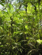 Image of bactris palm