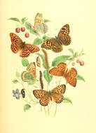 Image of Argynnis