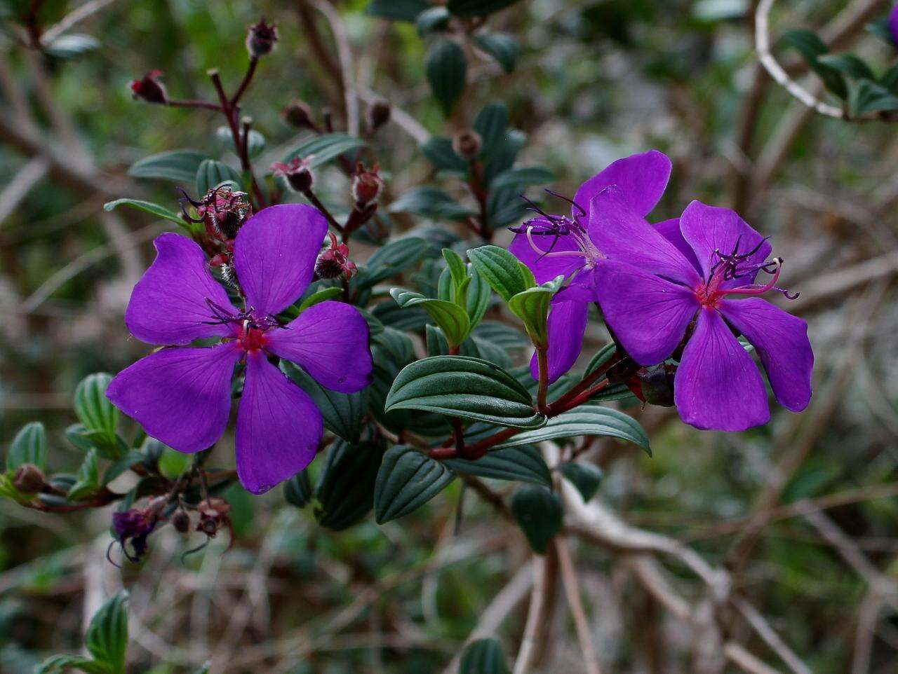 Imagem de Tibouchina